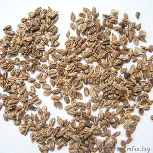 Семена овощей, цветов, трав Оптом от польских производителей - Изображение #1, Объявление #1525449