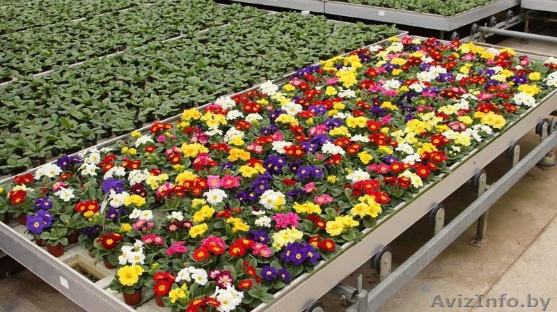 Цветы тюльпаны, примулы, гвоздики - Изображение #2, Объявление #1522830