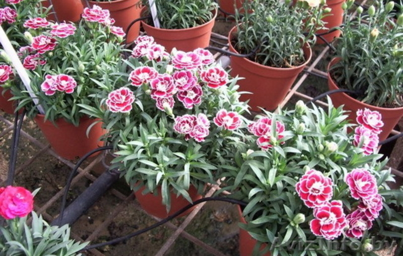 Цветы тюльпаны, примулы, гвоздики - Изображение #3, Объявление #1522830