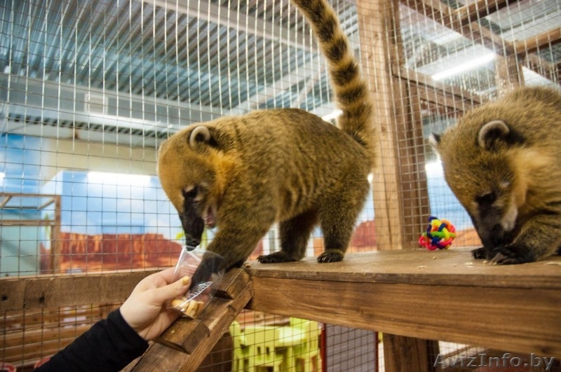 Продается единственный в областном городе контактный зоопарк  - Изображение #1, Объявление #1601669