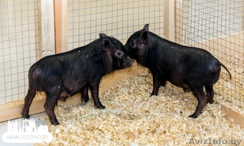 Продается единственный в областном городе контактный зоопарк  - Изображение #4, Объявление #1601669