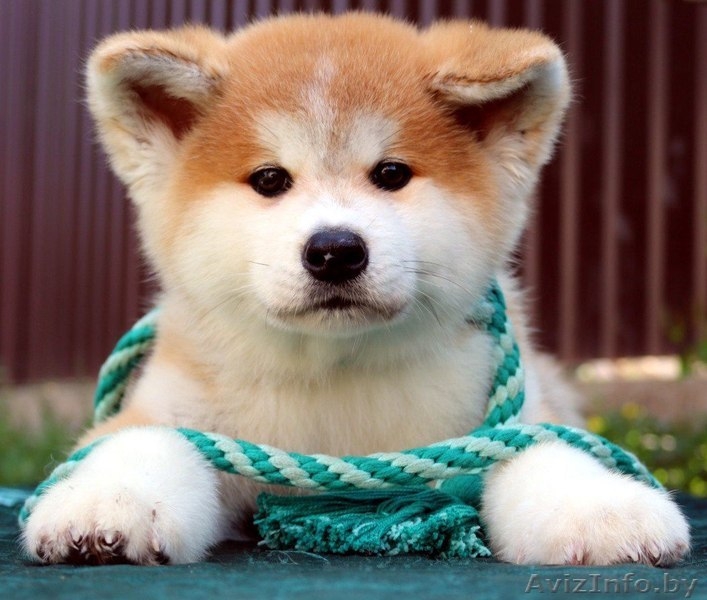 Щенки (Акита-ину). Питомник. на продажу имются - Изображение #2, Объявление #1628911