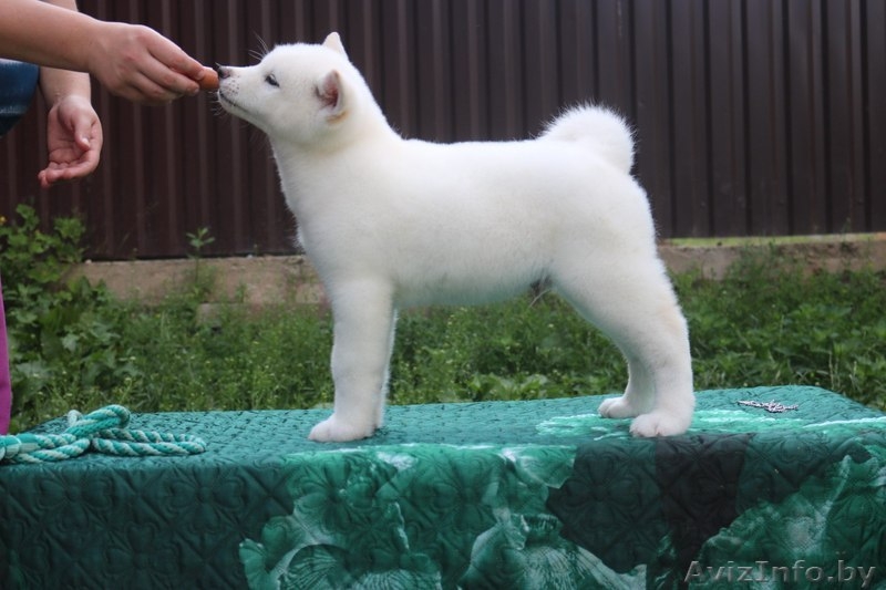 Щенки (Акита-ину). Питомник. на продажу имются - Изображение #1, Объявление #1628911