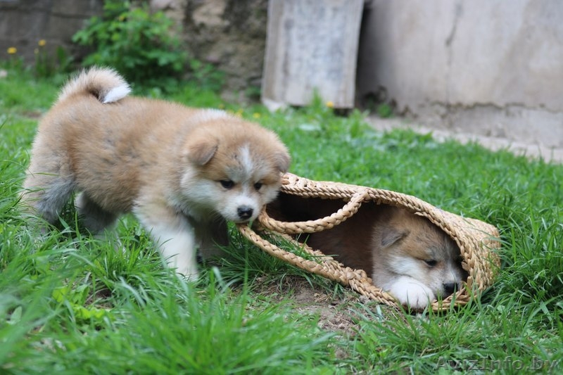 Щенки (Акита-ину). Питомник. на продажу имются - Изображение #3, Объявление #1628911
