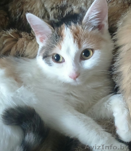 Карамельное создание с самым нежным сердечко в мире - Изображение #5, Объявление #1642011