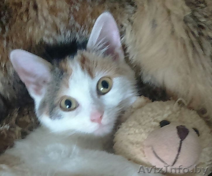 Карамельное создание с самым нежным сердечко в мире - Изображение #6, Объявление #1642011