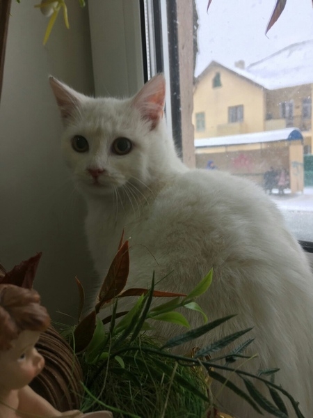 белоснежное чудо - Изображение #2, Объявление #1645461