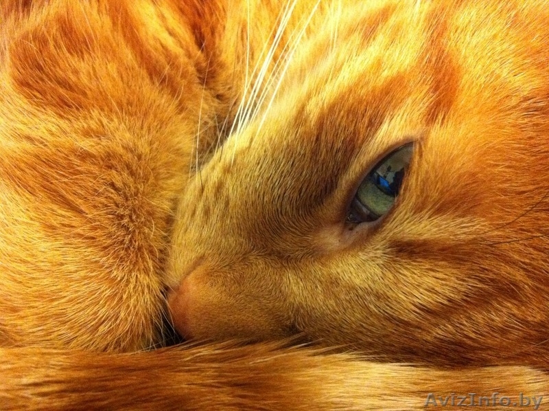 рыжая девчонка-красавица в дар - Изображение #2, Объявление #1643892