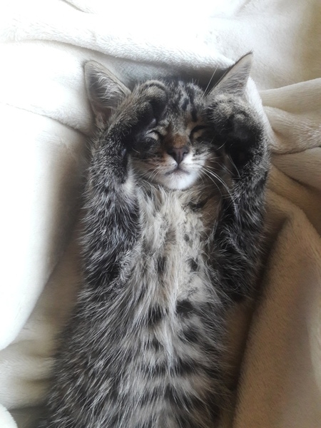 полосатик в хорошие руки - Изображение #1, Объявление #1645634