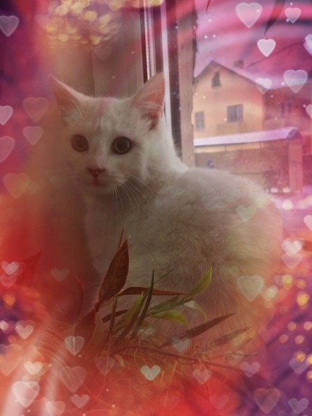 белоснежное чудо - Изображение #1, Объявление #1645461