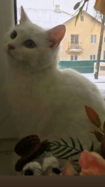 белоснежное чудо - Изображение #3, Объявление #1645461