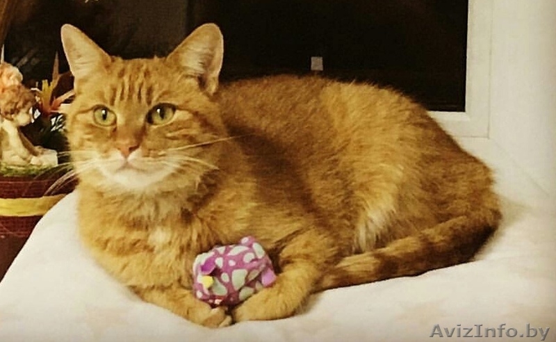 рыжая девчонка-красавица в дар - Изображение #4, Объявление #1643892