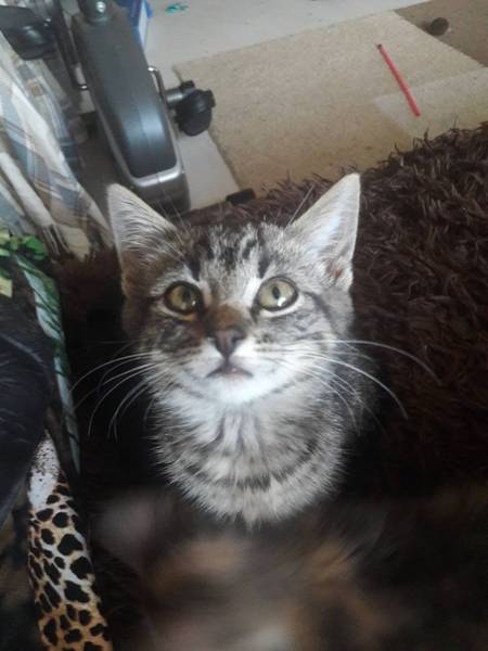 полосатик в хорошие руки - Изображение #2, Объявление #1645634