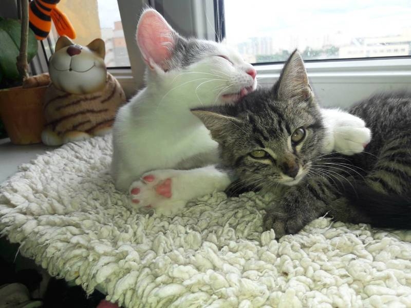 полосатик в хорошие руки - Изображение #3, Объявление #1645634