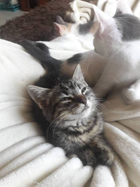 полосатик в хорошие руки - Изображение #4, Объявление #1645634