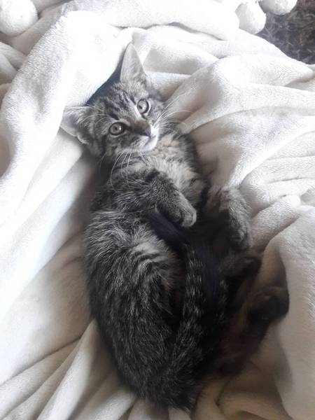 полосатик в хорошие руки - Изображение #6, Объявление #1645634