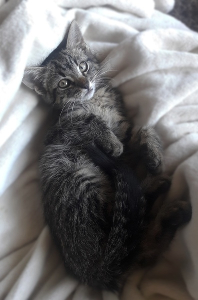 полосатик в хорошие руки - Изображение #7, Объявление #1645634