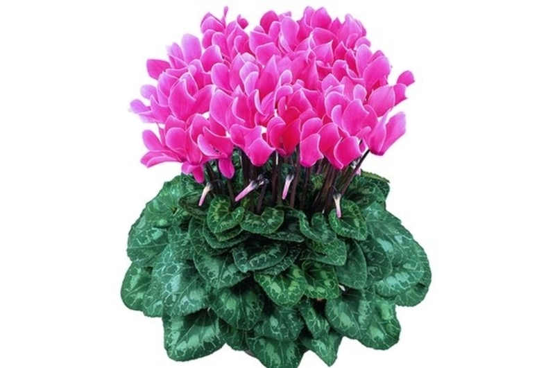 Тюльпан и примула  к 8 марта - Изображение #4, Объявление #1522773